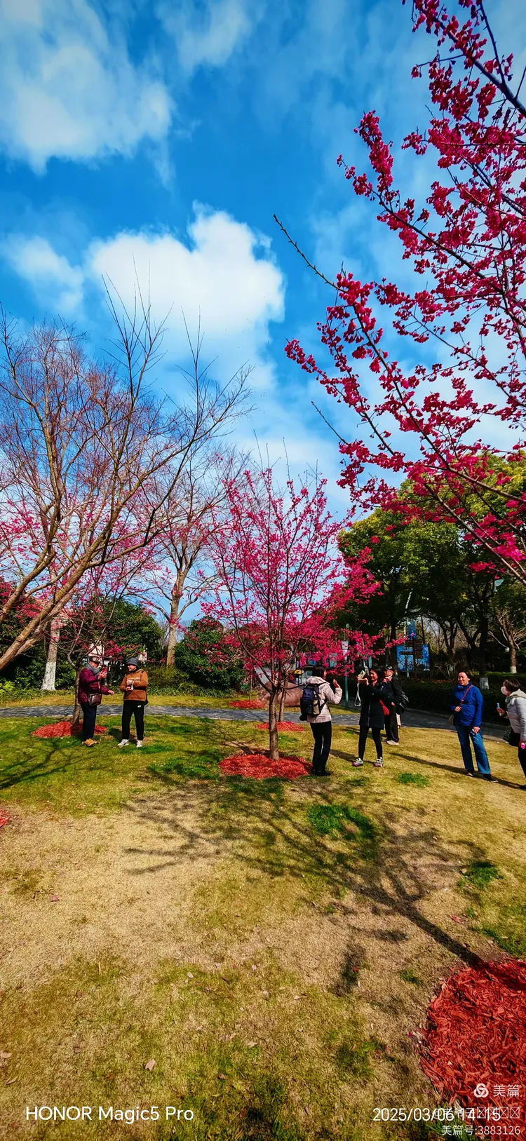 上海顾村公园樱花节:一个人的浪漫之旅